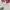 Adidas Sportswear Jersey Pria multicolor photo 3