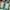 A Bathing Ape Streetwear Sportswear Sneakers Pria green white photo 5