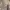 DogTown Casual T-shirt Pria white photo 1