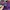 Armani	 Casual T-shirt Pria purple photo 2