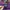 Armani	 Casual T-shirt Pria Purple