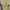 Fred Perry Casual Polo shirt Pria yellow photo 2