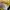 Fred Perry Casual Polo shirt Pria yellow photo 4