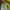 Nike Casual Polo shirt Pria green photo 4