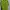 Nike Casual Polo shirt Pria green photo 1