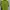Nike Casual Polo Shirt Pria Green