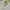Polo Ralph Lauren Casual Formal shirt Pria cream photo 2
