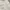 Polo Ralph Lauren Casual Formal shirt Pria cream photo 3