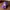 New Era Casual Hat Pria Purple
