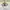 Tommy Hilfiger Minimalist Casual Polo shirt Pria white photo 4