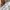 Polo Ralph Lauren Minimalist Casual Polo shirt Pria white photo 5