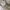 Uniqlo Vintage Minimalist Pria cream photo 5