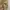 Element Casual Hoody Pria tan photo 5