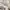 Champion Streetwear Casual Track jacket Pria silver photo 4