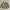 Indie Puffer Jacket Pria Multicolor Tan
