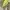 Indie Puffer jacket Pria multicolor tan photo 2
