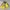 Vintage Sportswear Windbreaker Pria yellow photo 2
