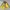 Vintage Sportswear Windbreaker Pria Yellow