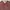 Hollister Vintage Streetwear Sweatshirt Wanita brown photo 2