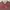 Hollister Vintage Streetwear Sweatshirt Wanita Brown