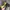 Reebok Streetwear Sportswear Hat Pria black yellow photo 3