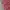 LAINE Casual Casual shirt Pria burgundy photo 5