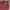 LAINE Casual Casual shirt Pria burgundy photo 3