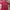 Casual Polo shirt Pria red photo 1
