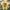 Japanese Brand Casual T-shirt Pria Yellow