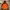 Columbia Gorpcore Windbreaker Pria brown photo 5