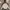 The North Face Gorpcore Windbreaker Pria white photo 6