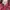 Levi's Vintage Casual Harrington jacket Pria pink photo 3