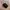 Hush Puppies Luxury Minimalist Bags & Purse Wanita Black