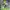 Disney Casual Sweater Pria green gray photo 1