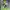 Disney Casual Sweater Pria Green Gray