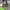 Disney Casual Sweater Pria green gray photo 2