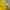 Adidas Casual T-shirt Wanita yellow photo 2