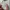 Dickies Casual Casual pants Pria cream photo 5