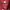 Vintage Harrington jacket Pria red photo 3