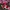Lolita Cosplay Bra Wanita red photo 1