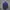 Adidas Sportswear Track jacket Pria purple photo 4