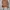 Casual Wanita brown photo 1