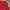Asics Sportswear Casual Track jacket Pria red black photo 5