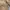 Crocodile Luxury Casual Harrington jacket Pria brown photo 2