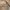 Crocodile Luxury Casual Harrington Jacket Pria Brown