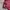 Polo Ralph Lauren Luxury Casual Polo shirt Pria burgundy photo 4