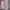 Fairy Coquette Summer dress Wanita multicolor photo 1