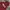 WHO.A.U Casual Hoody Pria burgundy photo 2