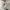Partimento Biker Casual Harrington Jacket Pria Cream