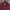 LAINE Casual Casual shirt Pria burgundy photo 2